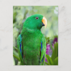 Eclectus Parrot Male Vykort