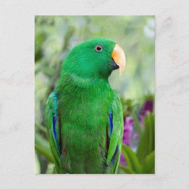 Eclectus Parrot Male Vykort (Framsida)