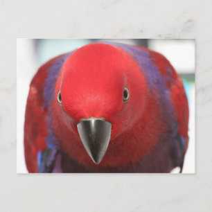 Eclectus parrot (rött) vykort