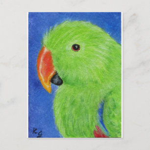 Eclectus Parrot Vykort