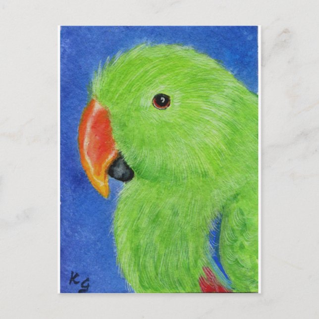 Eclectus Parrot Vykort (Framsida)