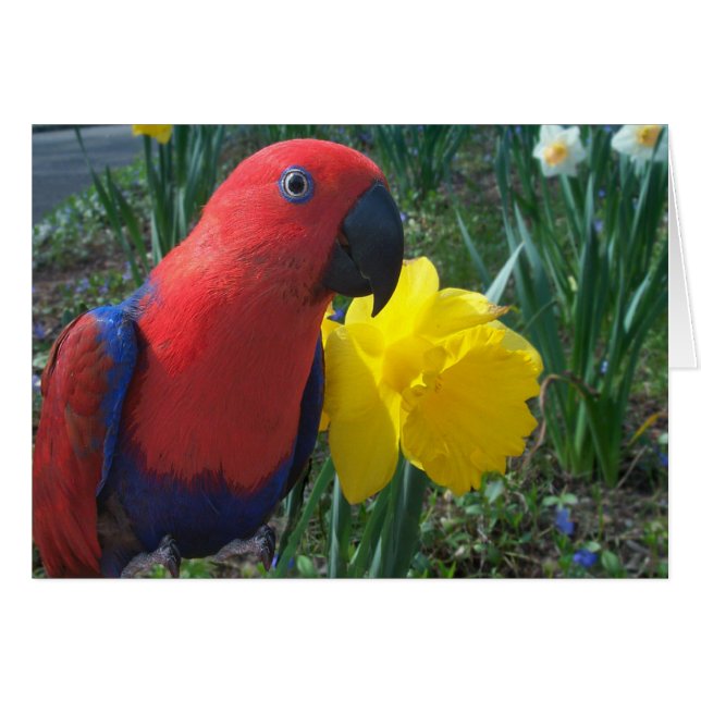 Eclectus påsklilja--Litet OBS Kort (Framsidan Horizontal)