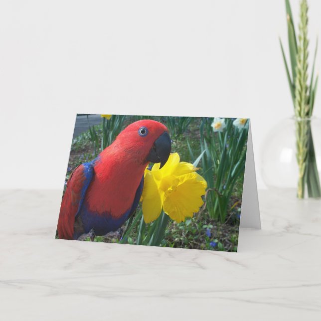 Eclectus påsklilja -- Stort Kort (Framsida)