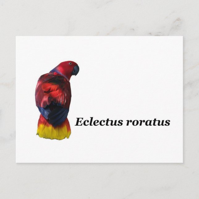 Eclectus roratus-vykort vykort (Framsida)