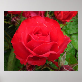 Eclipse Kung Terrazza Ro Poster