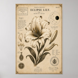 Eclipse Lily Victorian Botanical Museumtryck Poster