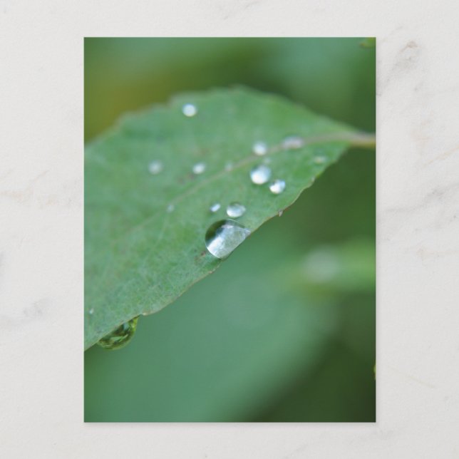 Eco Vykort (Framsida)