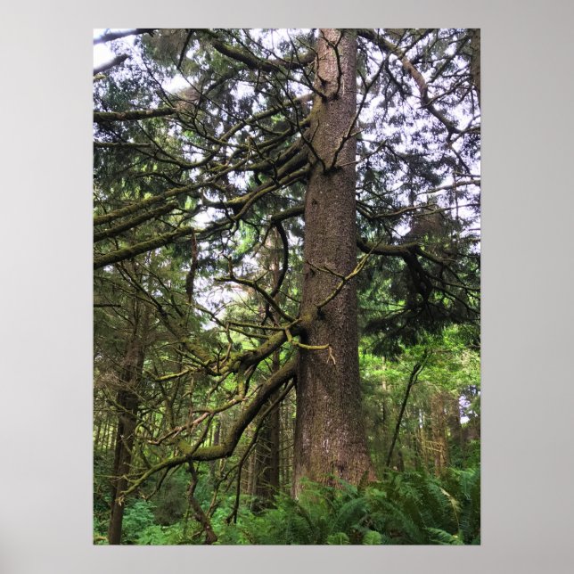 Ecola State Park, Cannon Beach, Oregon Poster (Framsidan)