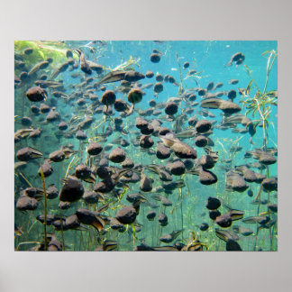 Econfina Bäck Tadpoles Poster