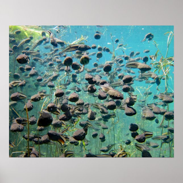 Econfina Bäck Tadpoles Poster (Framsidan)