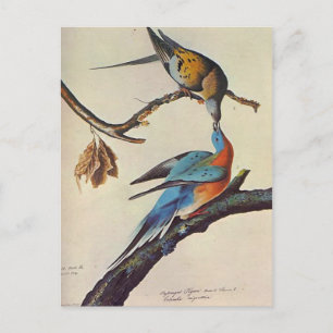 ectopistesmigratorius (passagerareduvan) vykort