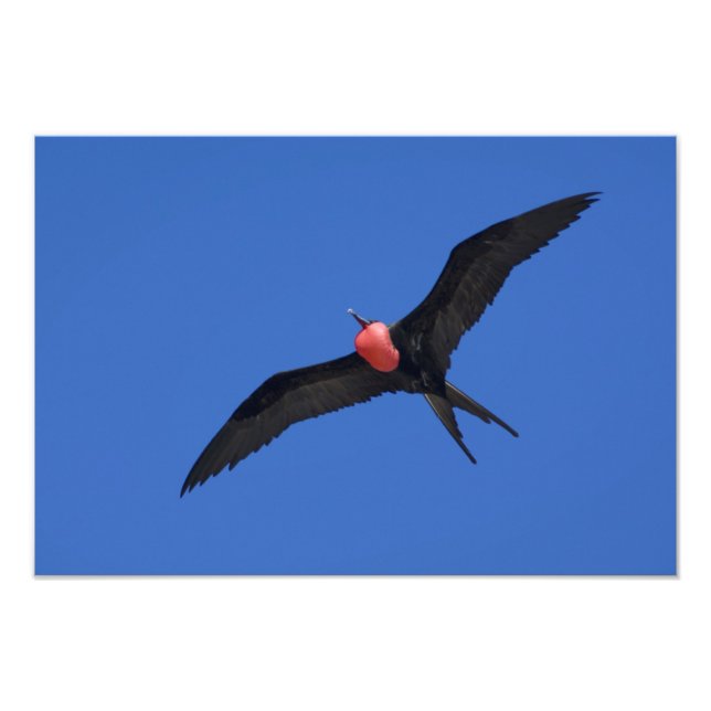 Ecuador, Galapagos. Genovesa Island alias Torn, Fototryck (Framsidan)