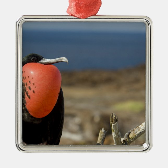 Ecuador, Galapagos, Genovesa Island. Prince Julgransprydnad Metall (Framsidan)