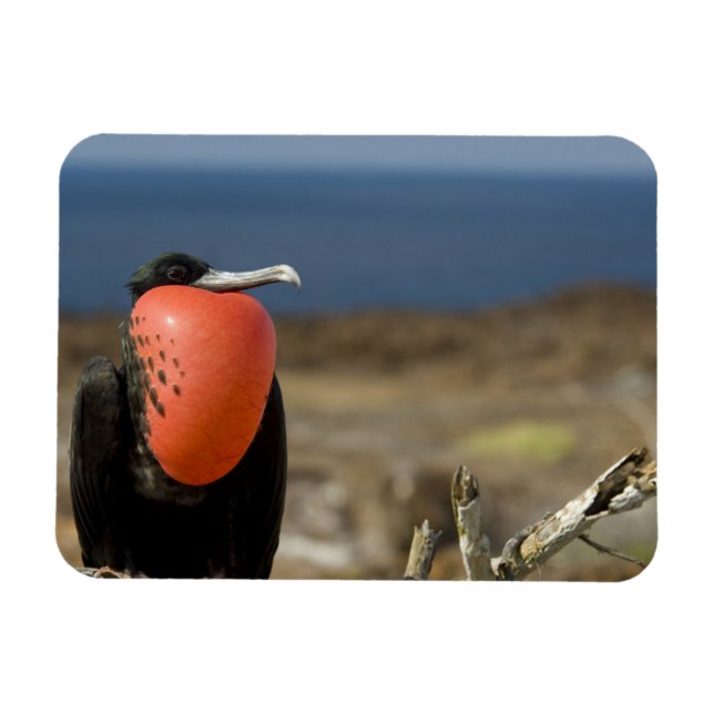 Ecuador, Galapagos, Genovesa Island. Prince Magnet (Horisontell)