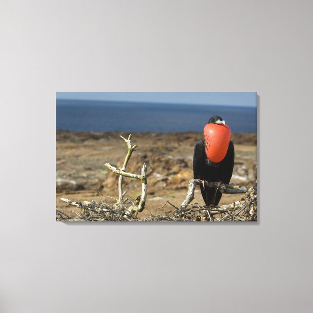 Ecuador, Galapagos, Genovesa Island. Prins Canvastryck (Framsida)