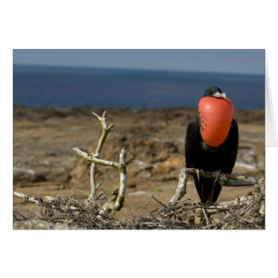 Ecuador, Galapagos, Genovesa Island. Prins Hälsningskort