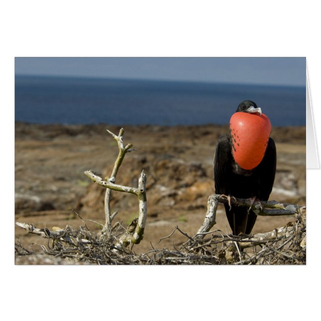Ecuador, Galapagos, Genovesa Island. Prins Hälsningskort (Framsidan Horizontal)