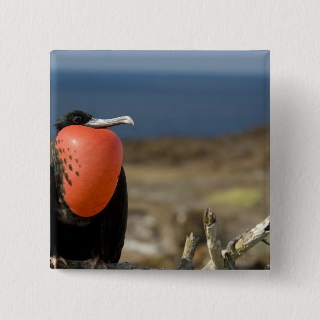 Ecuador, Galapagos, Genovesa Island. Prins Knapp (Framsida)