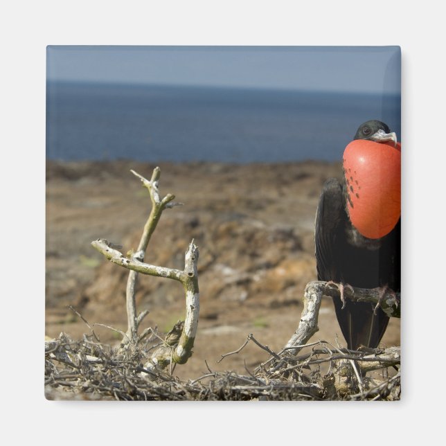 Ecuador, Galapagos, Genovesa Island. Prins Magnet (Framsidan)