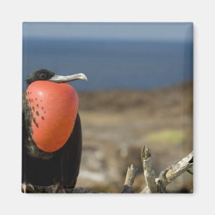Ecuador, Galapagos, Genovesa Island. Prins Magnet