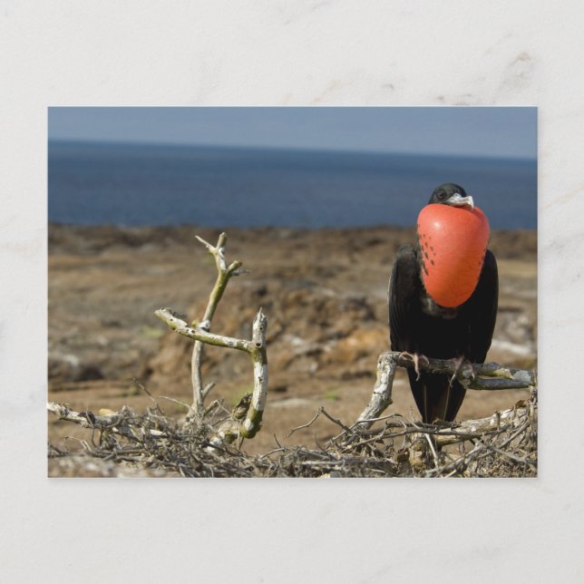 Ecuador, Galapagos, Genovesa Island. Prins Vykort (Framsida)