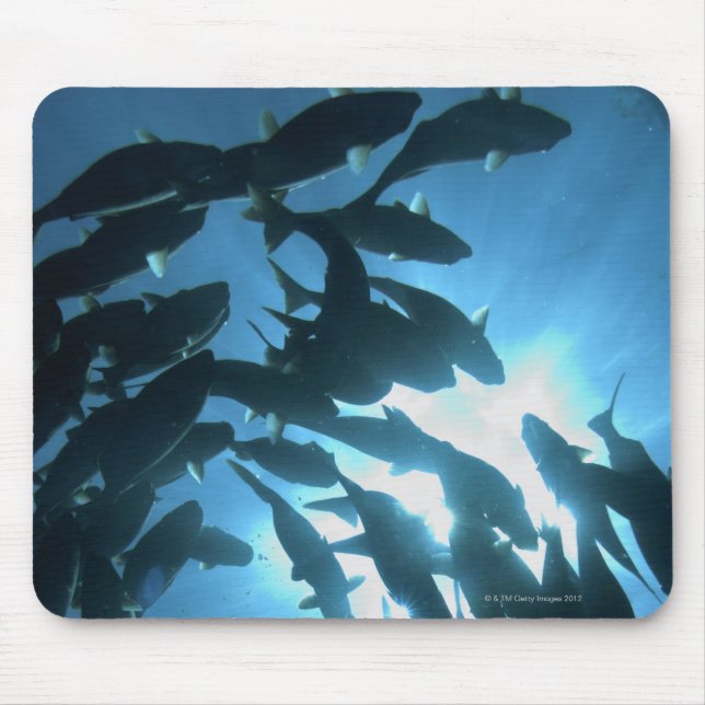 Ecuador, Galapagos skärpelago, Varg Island Musmatta (Framsidan)