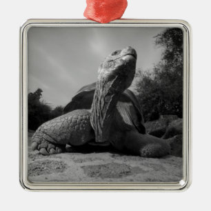 Ecuador, Galapagosöarna nationalpark, Santa Julgransprydnad Metall