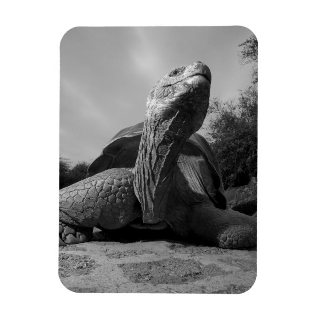 Ecuador, Galapagosöarna nationalpark, Santa Magnet (Vertikal)
