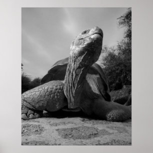 Ecuador, Galapagosöarna nationalpark, Santa Poster