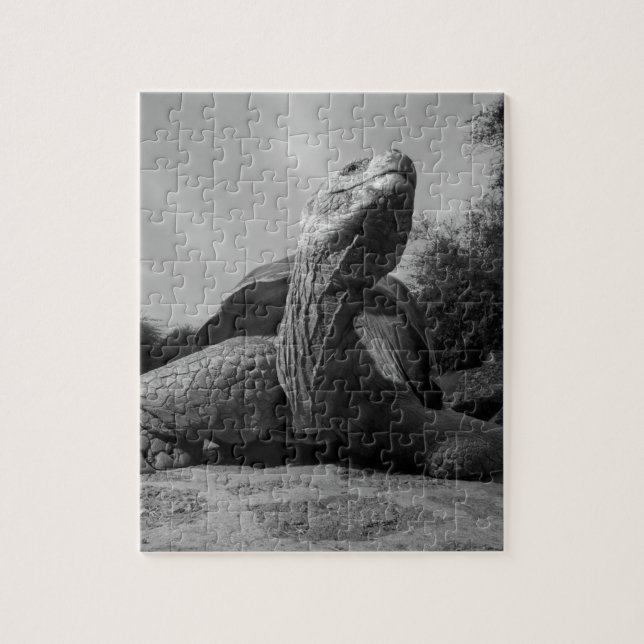 Ecuador, Galapagosöarnas nationalpark, Santa Pussel (Vertikal)