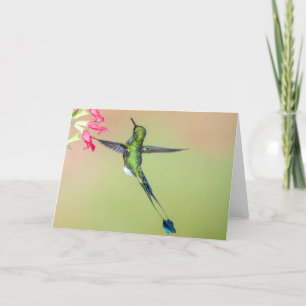 Ecuador Hummingbird med Lång Svan-fjädrar Kort