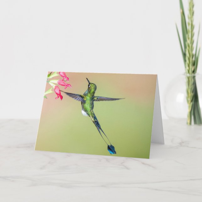 Ecuador Hummingbird med Lång Svan-fjädrar Kort (Framsida)