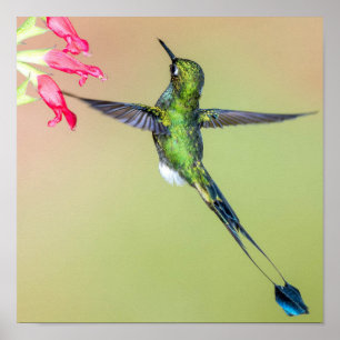 Ecuador Hummingbird med Lång Svan-fjädrar Poster