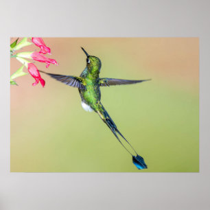 Ecuador Hummingbird med Lång Svan-fjädrar Poster