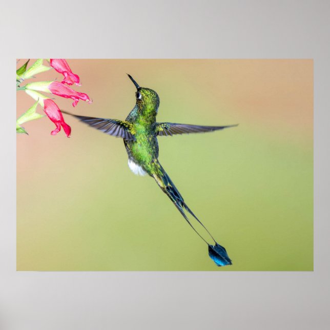 Ecuador Hummingbird med Lång Svan-fjädrar Poster (Framsidan)