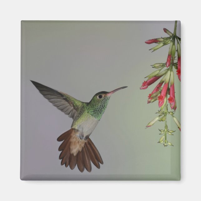 Ecuador, Tandayapa Bird Lodge. Rödstjärtad Magnet (Framsidan)