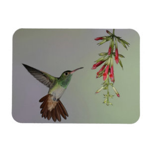 Ecuador, Tandayapa Bird Lodge. Roststjärtad Magnet