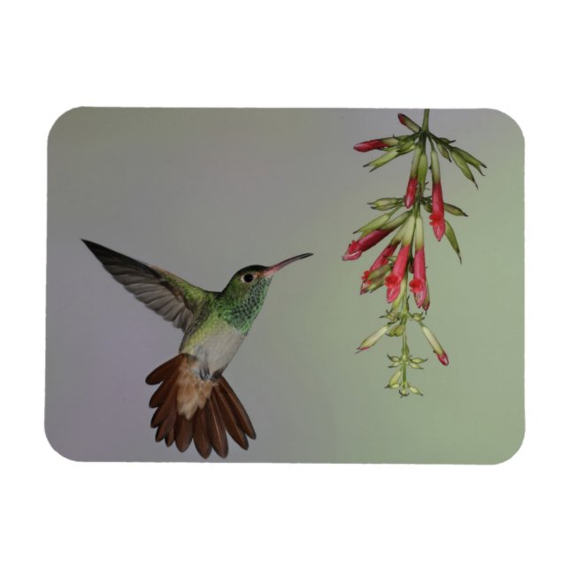 Ecuador, Tandayapa Bird Lodge. Roststjärtad Magnet (Horisontell)