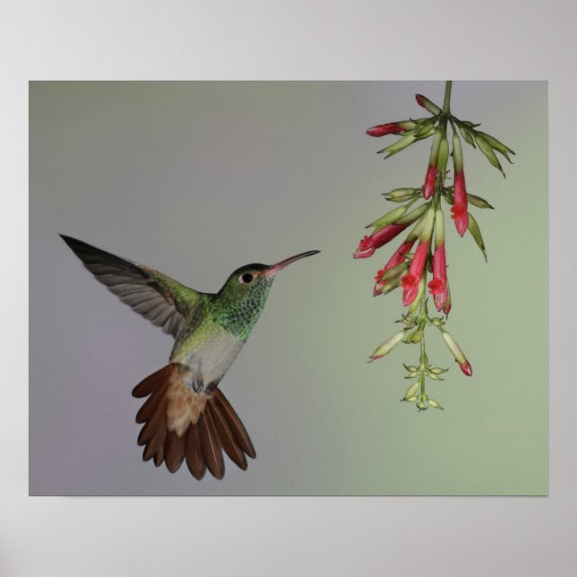 Ecuador, Tandayapa Bird Lodge. Rufous Poster (Framsidan)