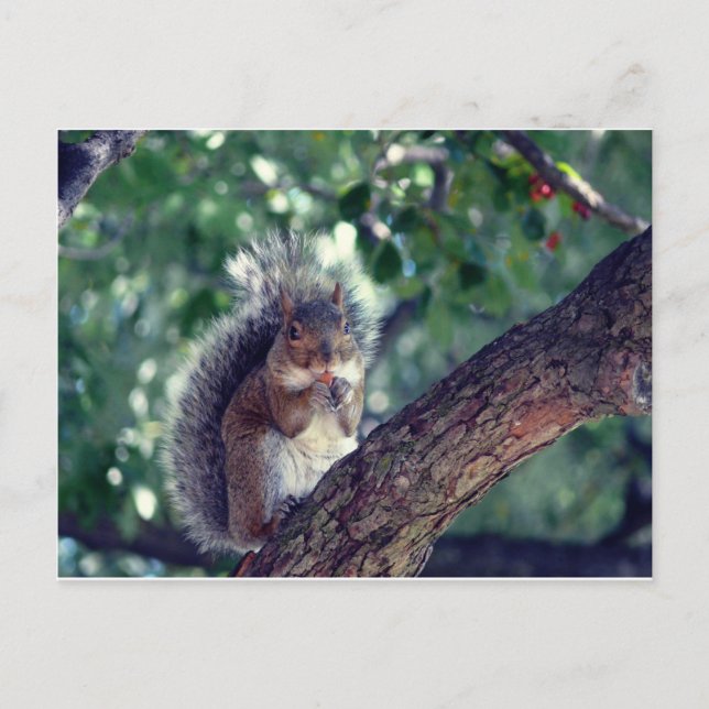 Écureuil Vykort (Framsida)