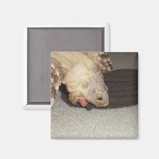 Ed och Sock, Sulcata Tortoise Magnet