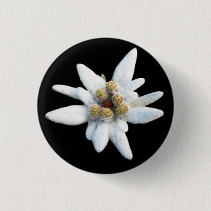 Edelweiss alpin blomma knapp