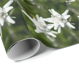 Edelweiss alpin blomma presentpapper
