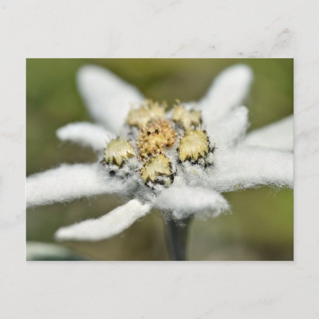 Edelweiss Alpine Vykort (Framsida)