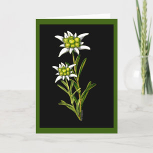 Edelweiss beställnings- hälsningkort kort