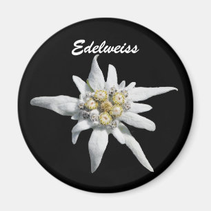 Edelweiss blommablom magnet