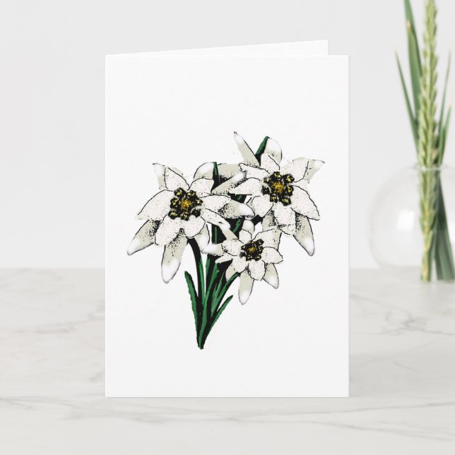 Edelweiss blommor kort (Framsida)