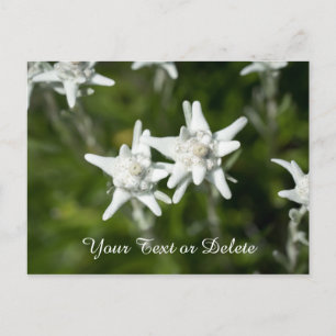 Edelweiss Bloom Vykort