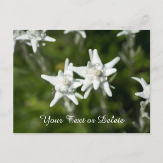 Edelweiss Bloom Vykort