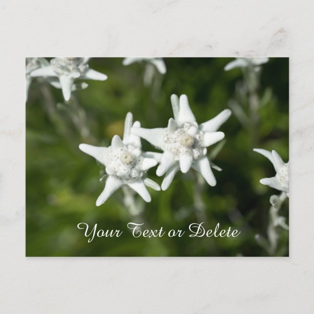 Edelweiss Bloom Vykort (Framsida)